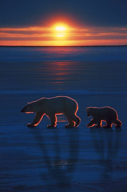 Ron Sanford Umělecká fotografie Mother polar bear with cub, Ron Sanford, (26.7 x 40 cm)