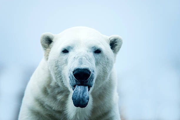Mark Newman Umělecká fotografie Polar Bear closeup portrait, Mark Newman, (40 x 26.7 cm)
