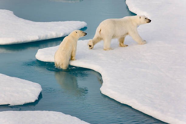 SeppFriedhuber Umělecká fotografie Two polar bears climbing out of water., SeppFriedhuber, (40 x 26.7 cm)