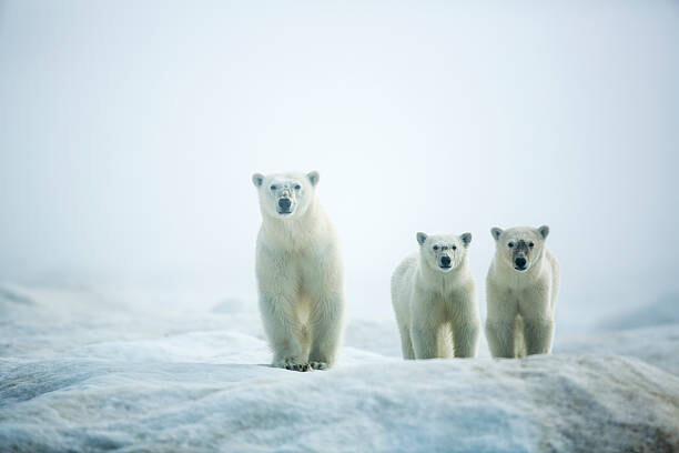 Paul Souders Umělecká fotografie Polar Bears in Fog, Hudson Bay, Nunavut, Canada, Paul Souders, (40 x 26.7 cm)