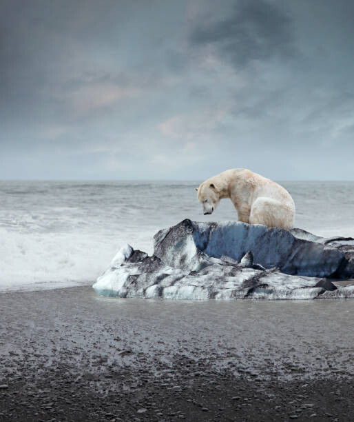 narvikk Umělecká fotografie Polar bear on the melting iceberg, narvikk, (35 x 40 cm)
