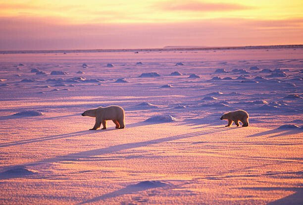 John Conrad Umělecká fotografie Polar Bears Crossing Snowfield, John Conrad, (40 x 26.7 cm)