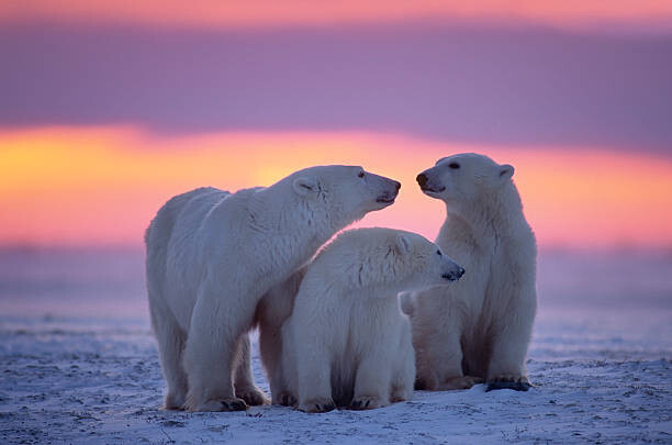 JohnPitcher Umělecká fotografie Polar bear with yearling cubs, JohnPitcher, (40 x 26.7 cm)