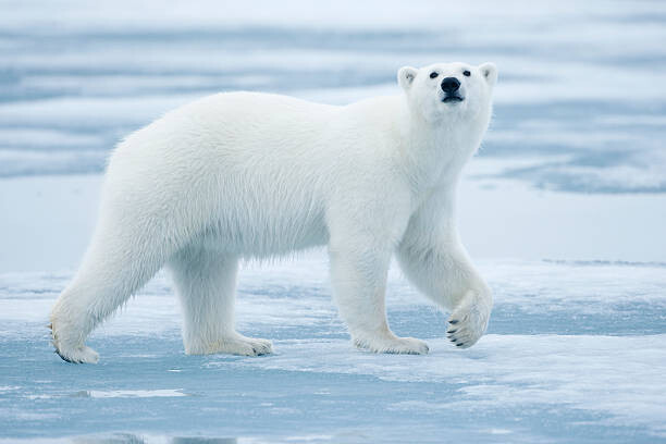 Paul Souders Umělecká fotografie Polar Bear, Svalbard, Norway, Paul Souders, (40 x 26.7 cm)