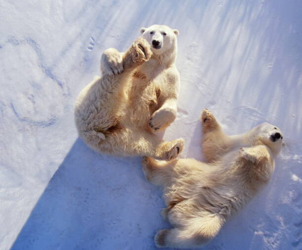 George Lepp Umělecká fotografie Polar bears  lying on backs,, George Lepp, (40 x 35 cm)