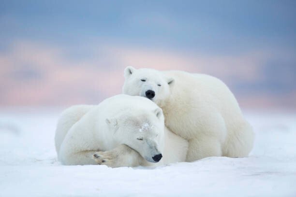 janbecke1 Umělecká fotografie Two polar bears sleeping in the snow, Alaska, USA, janbecke1, (40 x 26.7 cm)