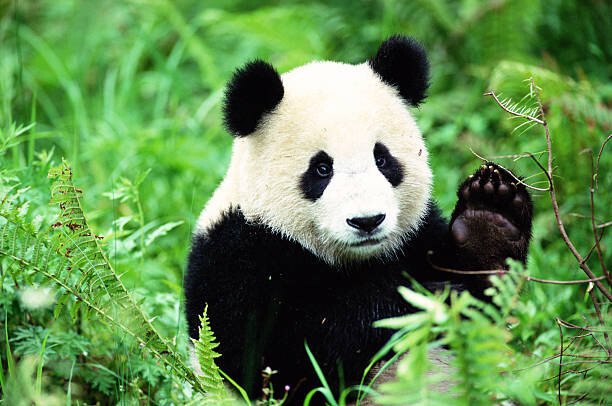 John Giustina Umělecká fotografie Giant Panda (Ailuropoda melanoleuca), John Giustina, (40 x 26.7 cm)