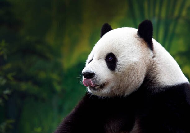 Wokephoto17 Umělecká fotografie Close-up of Giant Panda, Wokephoto17, (40 x 26.7 cm)