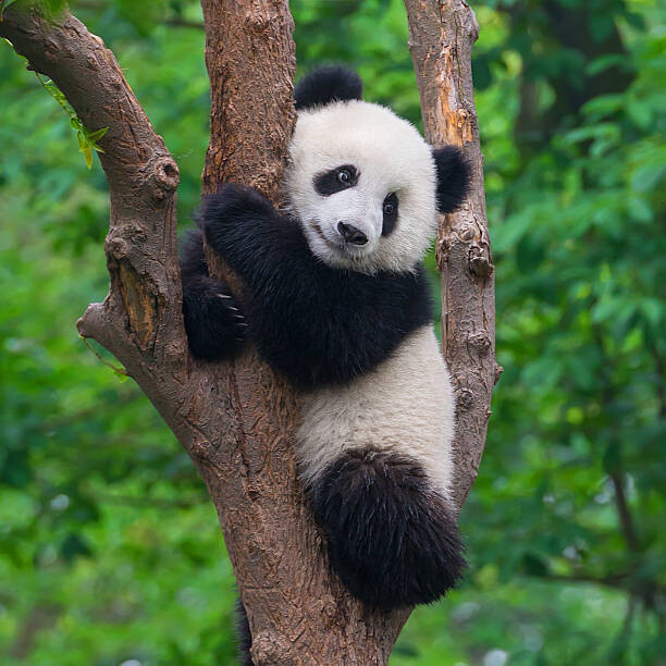 Hung_Chung_Chih Umělecká fotografie Cute panda bear climbing in tree, Hung_Chung_Chih, (40 x 40 cm)