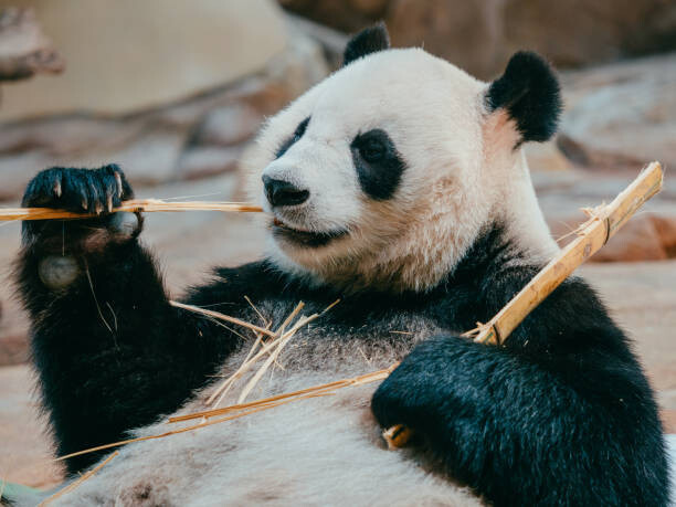 PansLaos Umělecká fotografie portrait of a giant panda eating bamboo, PansLaos, (40 x 30 cm)