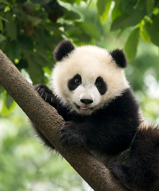 Alatom Umělecká fotografie Giant Panda baby cub in Chengdu area, China, Alatom, (35 x 40 cm)