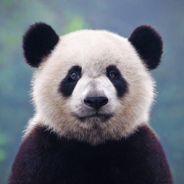Hung_Chung_Chih Umělecká fotografie Closeup shot of a giant panda bear, Hung_Chung_Chih, (40 x 40 cm)