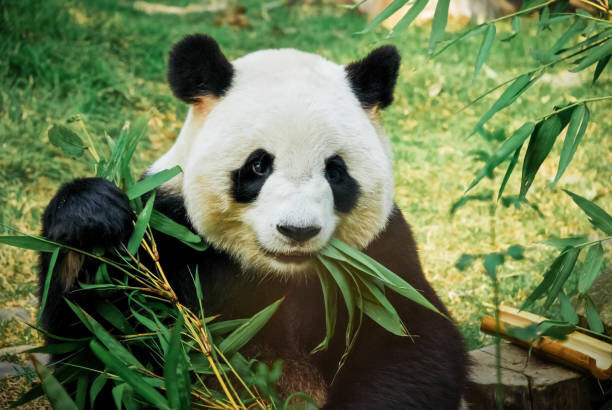 Nuno Tendais Umělecká fotografie Panda eating bamboo, Nuno Tendais, (40 x 26.7 cm)