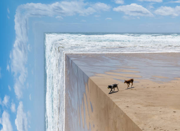 ImagePatch Ilustrace Perspective bending image of two dogs on a beach, ImagePatch, (40 x 30 cm)