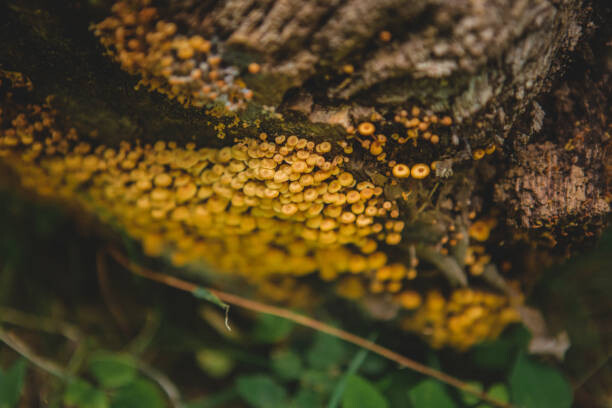 Annie Otzen Umělecká fotografie Tiny mushroom fungus, Annie Otzen, (40 x 26.7 cm)