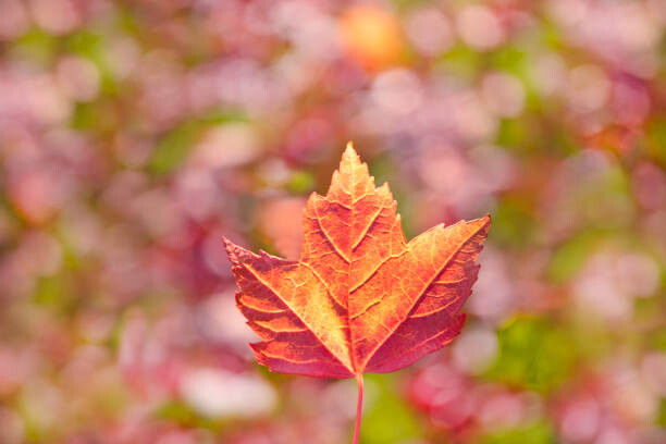 Grant Faint Umělecká fotografie Fall leaves, Grant Faint, (40 x 26.7 cm)