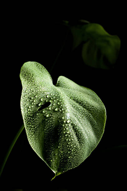 Cavan Images Ilustrace Close-up of leaves of monstera plant with dewdrops, Cavan Images, (26.7 x 40 cm)