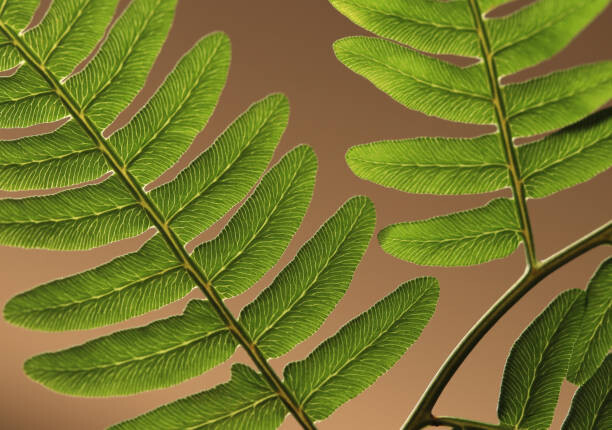 Zen Rial Umělecká fotografie Highlighted leaf veins on fern fronds, Zen Rial, (40 x 26.7 cm)