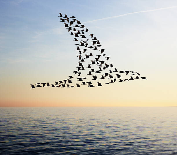 Tim Robberts Ilustrace Flock of birds in bird formation flying above sea, Tim Robberts, (40 x 35 cm)