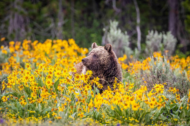Troy Harrison Umělecká fotografie Grizzly Bear in Spring Wildflowers, Troy Harrison, (40 x 26.7 cm)