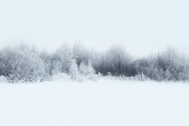 Guasor Umělecká fotografie Beautiful winter forest landscape, trees covered, Guasor, (40 x 26.7 cm)