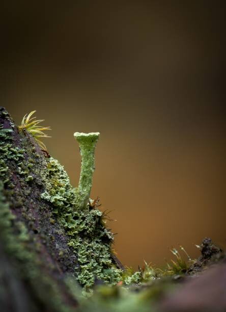 Wirestock Umělecká fotografie Macro of a Cladonia pyxidata fungus,, Wirestock, (30 x 40 cm)