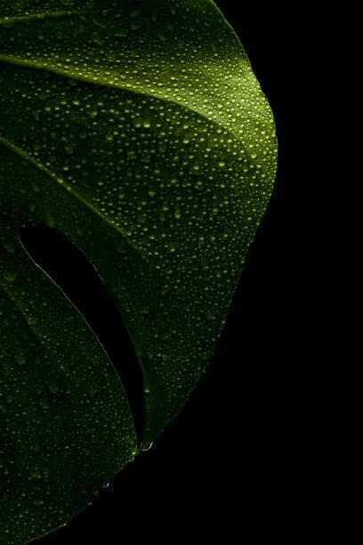 Serhii_Yushkov Ilustrace young monstera leaf in droplets of water, Serhii_Yushkov, (26.7 x 40 cm)