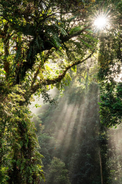 Nora Carol Photography Umělecká fotografie Sunbeam in Tropical Rain forest in Danum Valley, Nora Carol Photography, (26.7 x 40 cm)