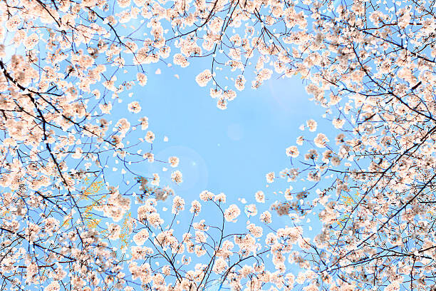 YuriF Umělecká fotografie Cherry blossom, YuriF, (40 x 26.7 cm)