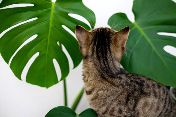 AMphotography Ilustrace tabby cat kitty playing with monstera, AMphotography, (40 x 26.7 cm)