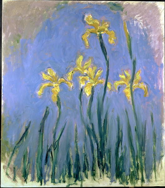 Monet, Claude Monet, Claude - Obrazová reprodukce Yellow Irises; Les Iris Jaunes, c.1918-1925, (35 x 40 cm)