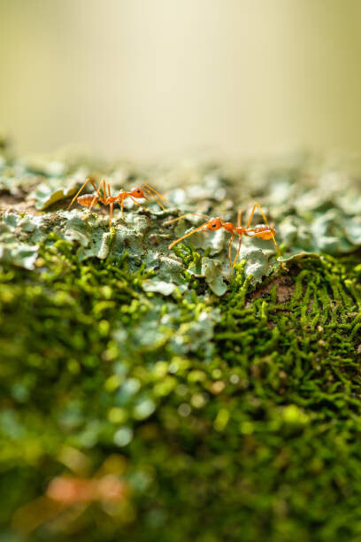 Jordan Lye Umělecká fotografie Two weaver ants on a lichen, Jordan Lye, (26.7 x 40 cm)