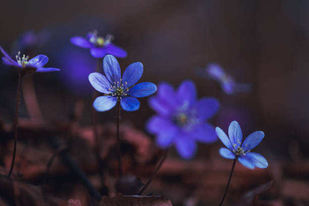 Baac3nes Umělecká fotografie Blue anemones on the forest floor, Baac3nes, (40 x 26.7 cm)