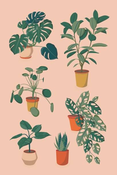 Alina Beketova Ilustrace houseplants set, Alina Beketova, (26.7 x 40 cm)