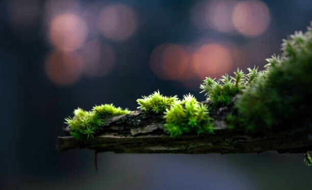 Alin Boehmer Umělecká fotografie close-up of moss on a branch, Alin Boehmer, (40 x 24.6 cm)