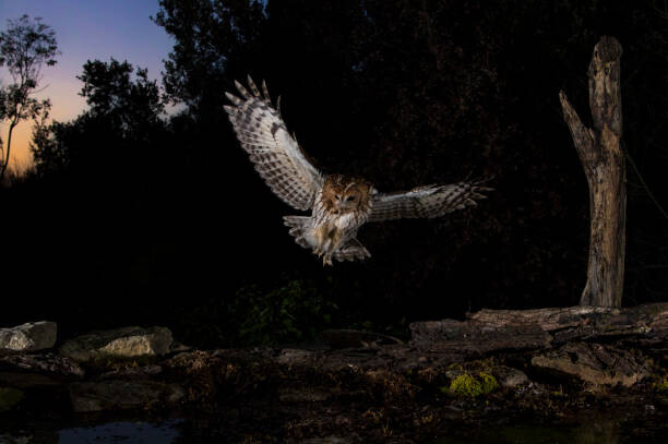 AlfredoPiedrafita Umělecká fotografie Tawny owl flying in the forest at night, Spain, AlfredoPiedrafita, (40 x 26.7 cm)