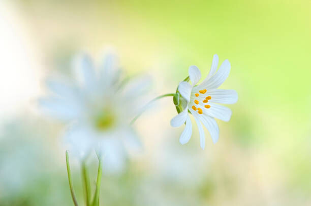 Jacky Parker Photography Umělecká fotografie Close-up image of the spring flowering, Jacky Parker Photography, (40 x 26.7 cm)