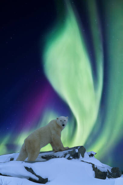 Patrick J. Endres Umělecká fotografie Aurora borealis and polar bear, Patrick J. Endres, (26.7 x 40 cm)