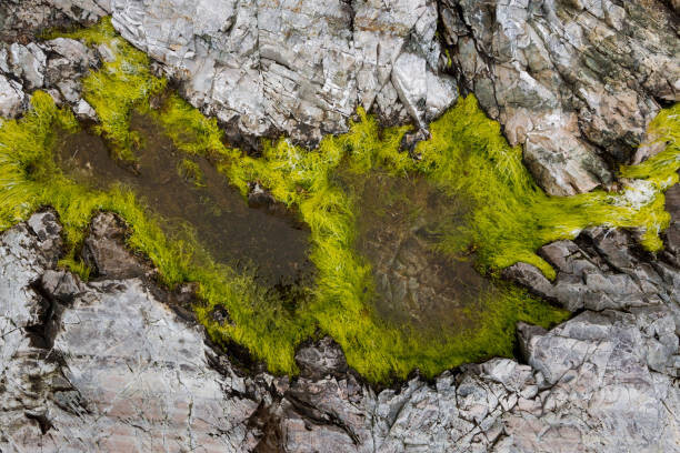 Kevin Trimmer Umělecká fotografie Abstract view of moss on rocks, Kevin Trimmer, (40 x 26.7 cm)