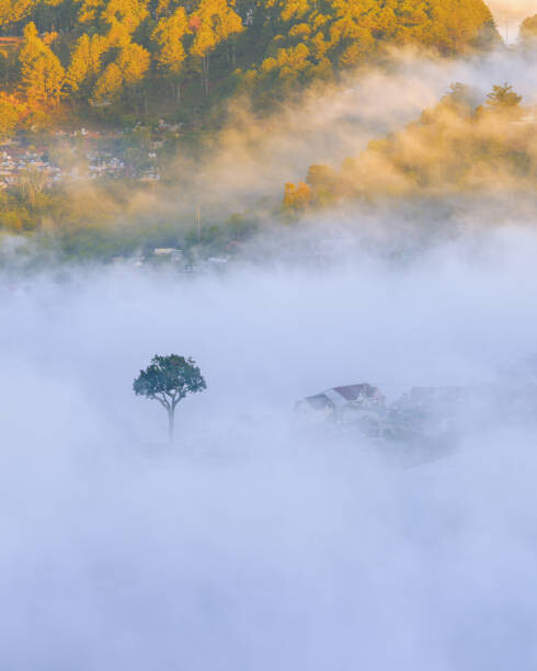 Khanh Bui Umělecká fotografie lonely tree in the fog with, Khanh Bui, (30 x 40 cm)