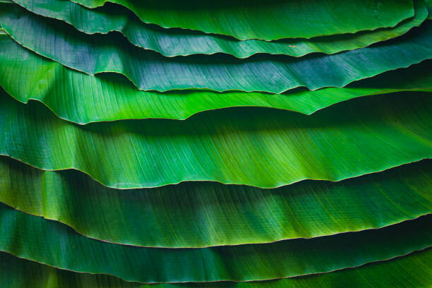 wilatlak villette Umělecká fotografie Banana leaves are green nature., wilatlak villette, (40 x 26.7 cm)