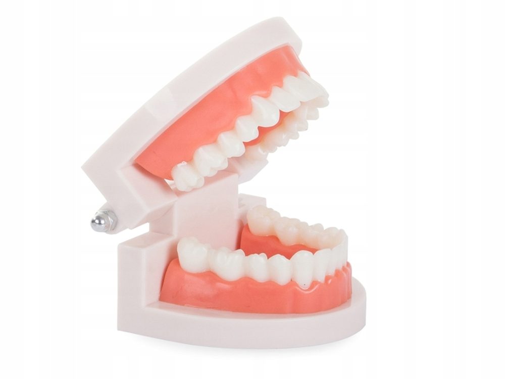 Model čelisti - 8 cm x 6,5 cm x 5,5 cm