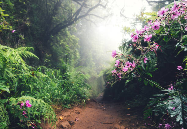 borchee Umělecká fotografie Walking Path On Madeira Island, borchee, (40 x 26.7 cm)