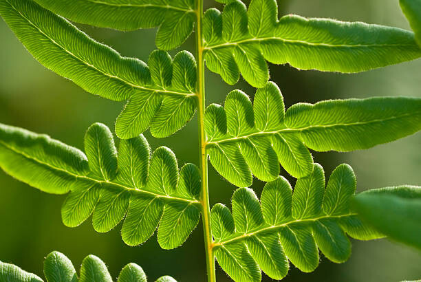 jadimages Umělecká fotografie close-up fern, jadimages, (40 x 26.7 cm)