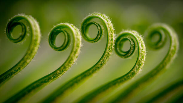 Umair Zia / 500px Umělecká fotografie Close-up of fern,Gujranwala,Punjab,Pakistan, Umair Zia / 500px, (40 x 22.5 cm)