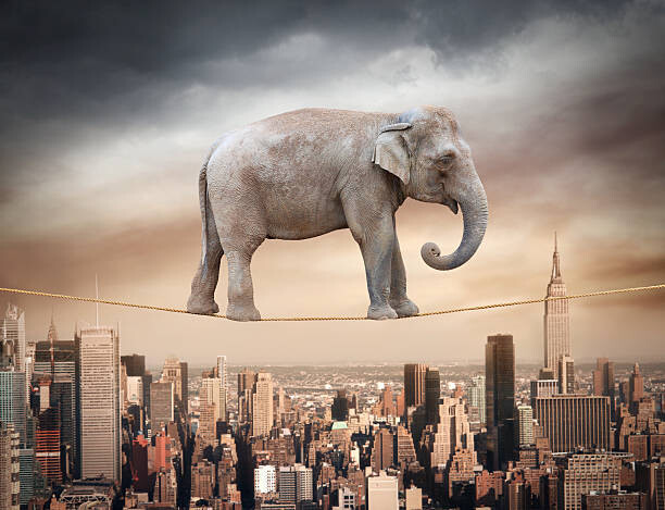 narvikk Ilustrace Elephant balancing on the rope, narvikk, (40 x 30 cm)
