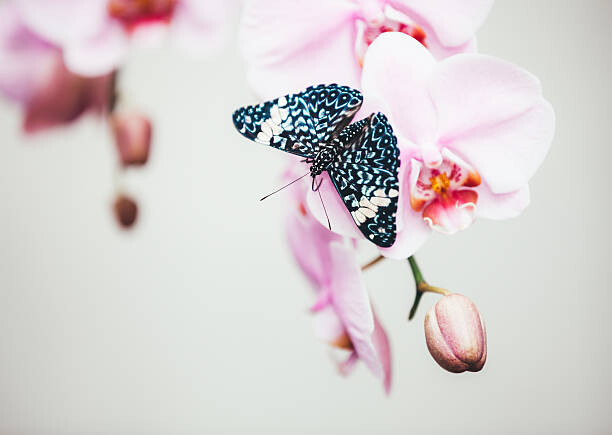 borchee Umělecká fotografie Butterfly On Orchid, borchee, (40 x 30 cm)