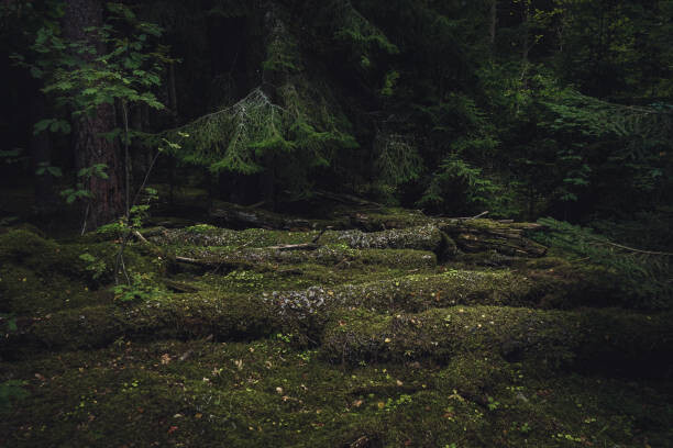 Schon Umělecká fotografie Old coniferous forest with moss and, Schon, (40 x 26.7 cm)
