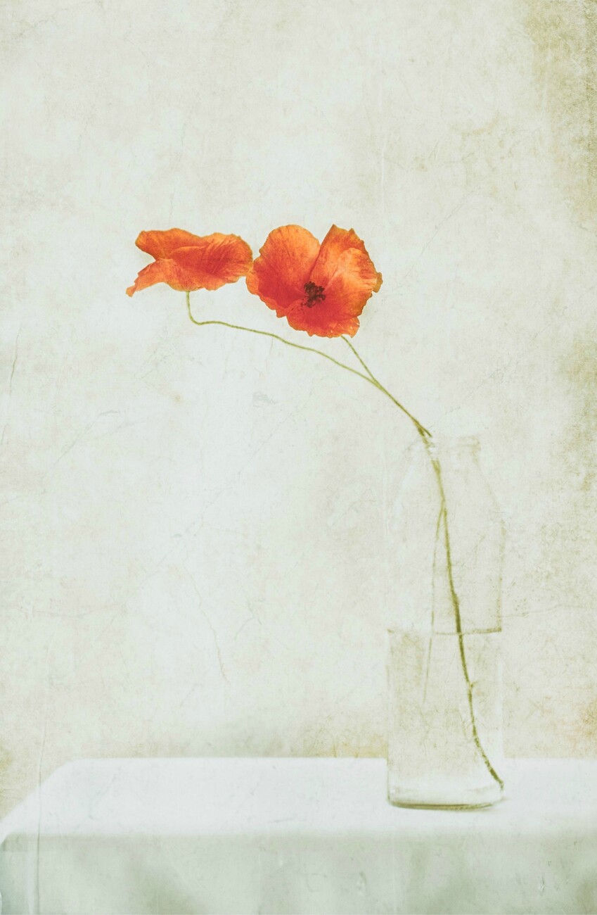 Delphine Devos Ilustrace Two Poppies in a Bottle, Delphine Devos, (26.7 x 40 cm)
