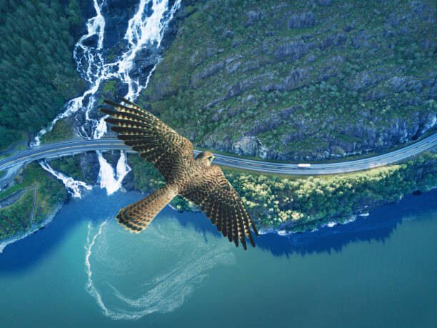 Stanislaw Pytel Umělecká fotografie Kestrel flying above ocean, rocky land,, Stanislaw Pytel, (40 x 30 cm)